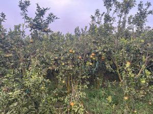 590713950 122141663432936791 6976769700511480204 n